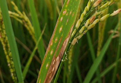 Thuốc Trừ Bệnh