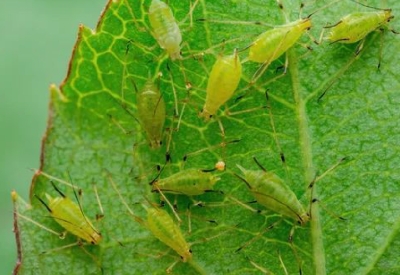Thuốc Trừ Sâu