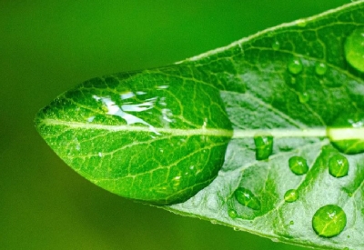 Chất Hỗ Trợ Đặc Biệt